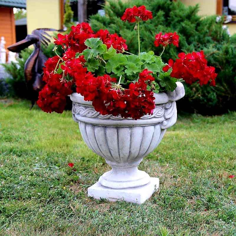 Donica Alma