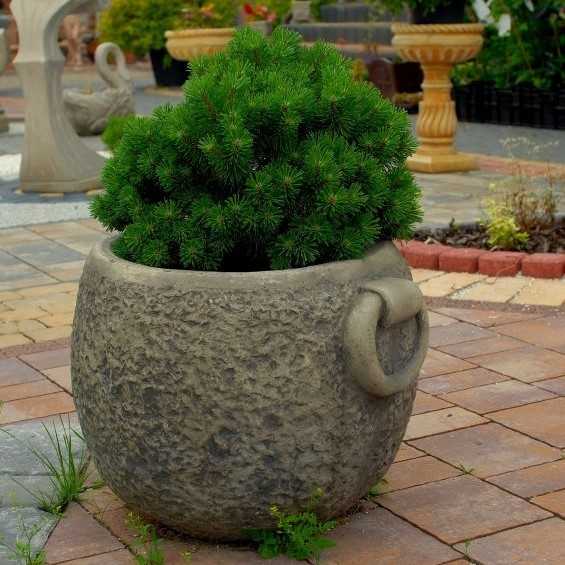Donica Pietra